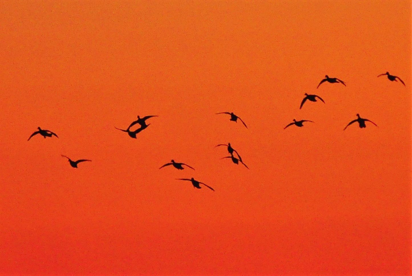 Sunset Wood Ducks